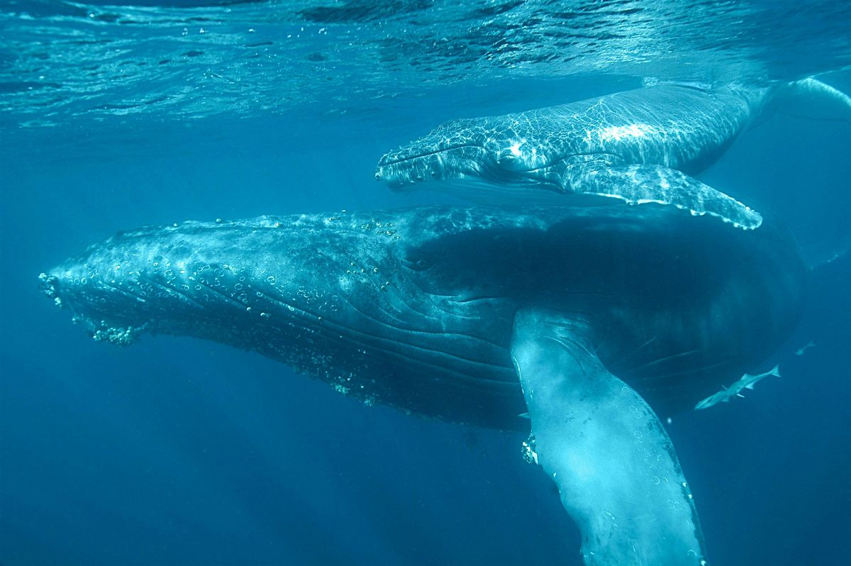 Pollution sonore sous-marine, quels impacts sur le vivant ?, 19 November | Event in Paris | AllEvents