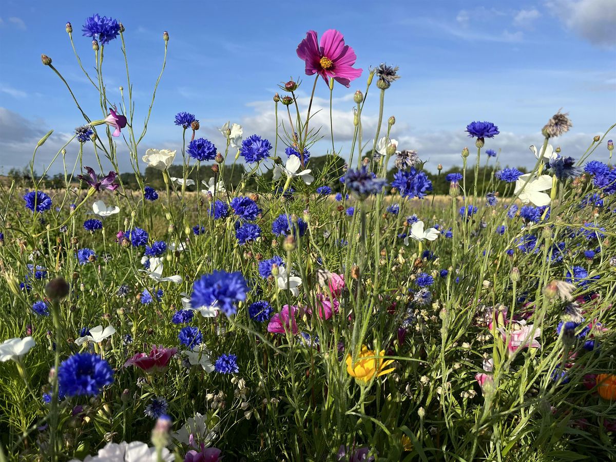 Cliftonhill Flower Patch - Pick Your Own Flowers in the Pop Up Flower Patch | Event in Kelso | AllEvents
