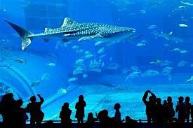 New Englang Boston Aquarium Adult Group Ticket - Bible Tour not included, 14 June | Event in Boston | AllEvents