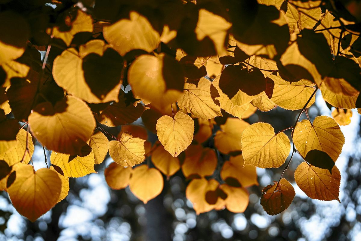 Family Program in the Gardens w/ DiAE, 3 October | Event in Wilmington | AllEvents