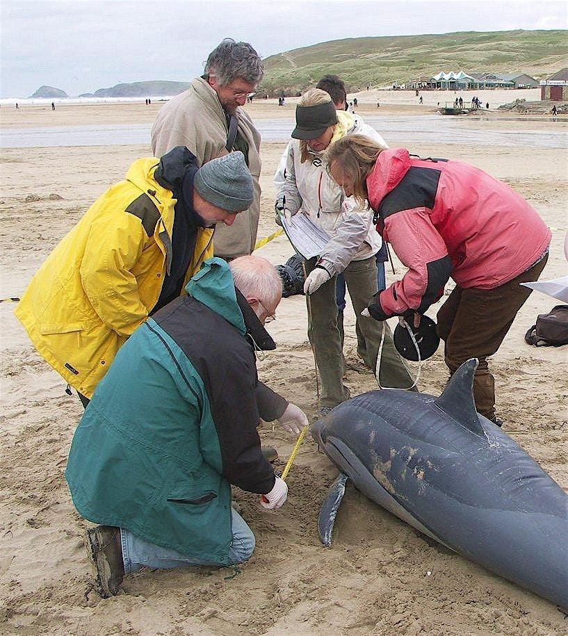 Marine Strandings Network  Callout Volunteer Training 2025, 11 October | Event in Newquay | AllEvents