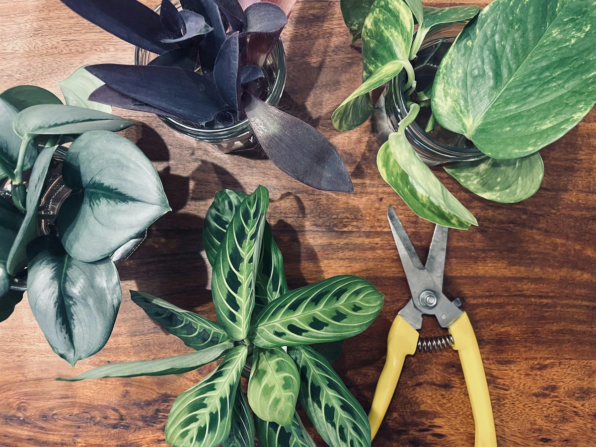 Plant Propagation 101 + Boba!, 30 May | Event in Salt Lake City | AllEvents