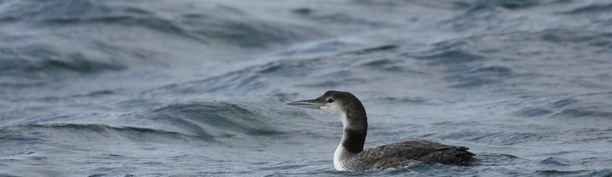 Wildfowl and Wader Day at Rutland Water with Terry Mitcham, 15 November | Event in Stamford | AllEvents