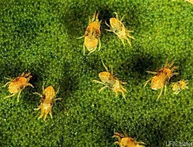 Common mites in ornamental crops, 20 August | Event in Homestead | AllEvents