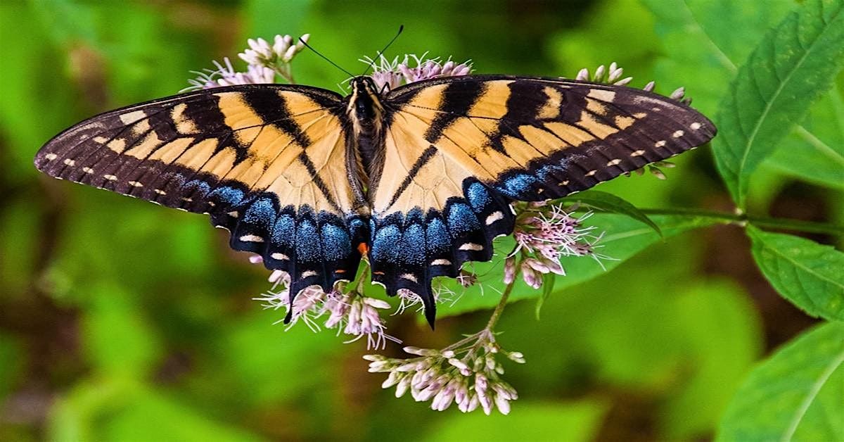 A Tidewater Butterfly Primer, 7 September | Event in Yorktown | AllEvents