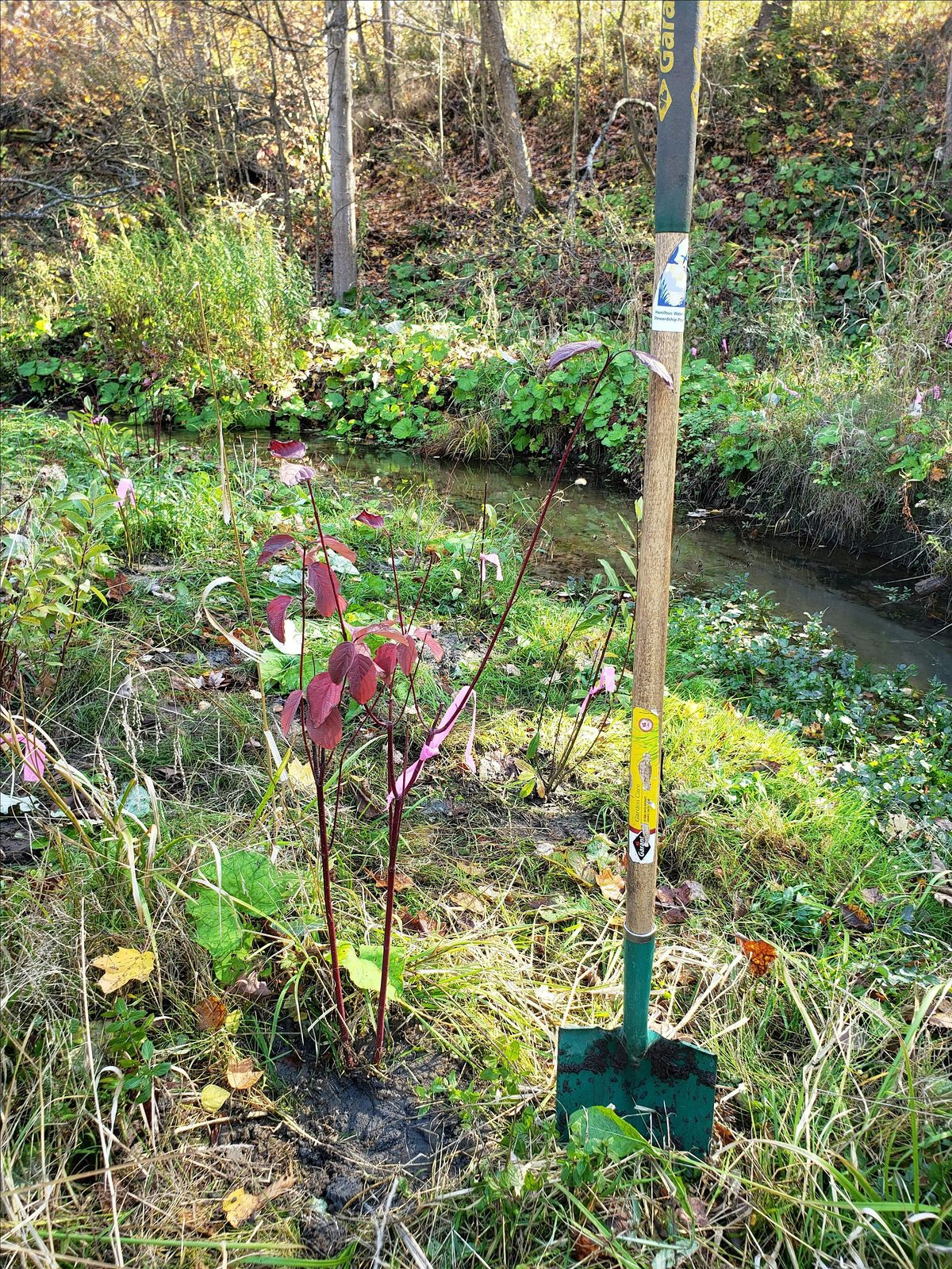 Tree Planting at Eramosa Karst | Event in Hamilton | AllEvents