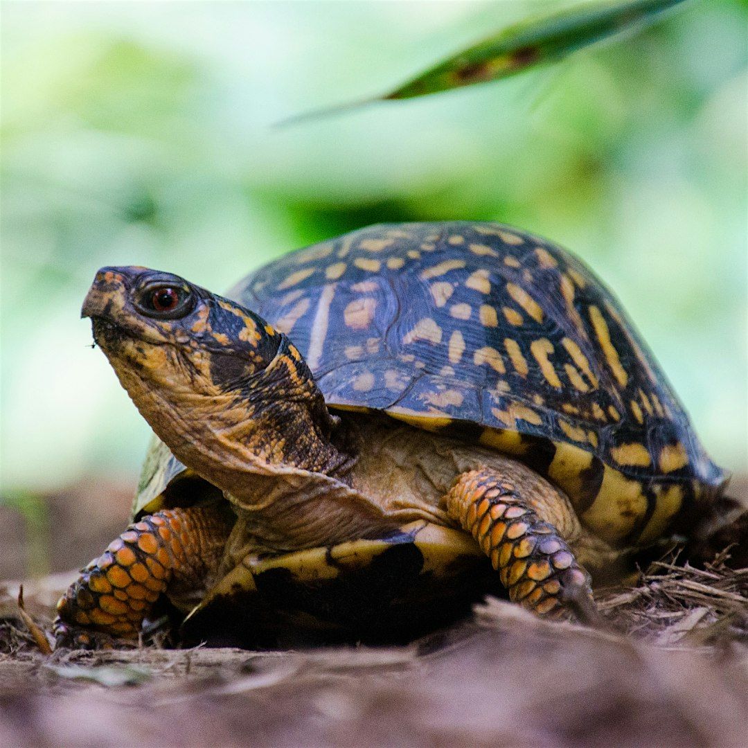 Critter Corner, 29 June | Event in Deltona | AllEvents