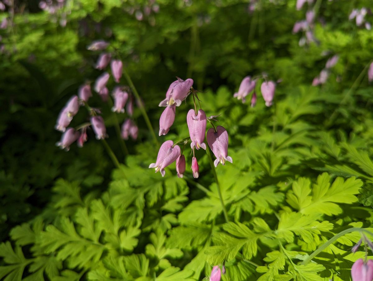 Plant Walk, 15 June | Event in Bothell | AllEvents
