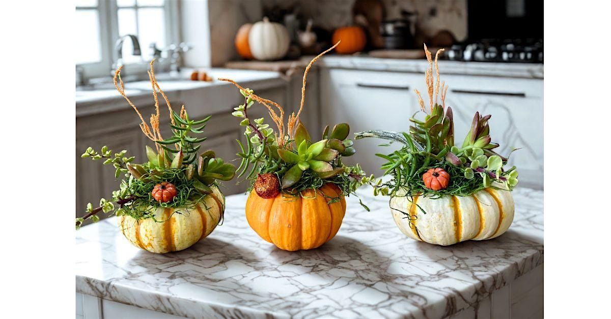 Pumpkins!  DIY Live Succulent Arrangements, 2 October | Event in Logan | AllEvents
