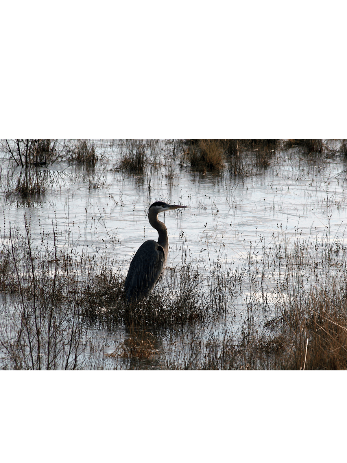 Marsh Meander - Family program, $4 cash per person upon arrival, 8 June | Event in Kings Park | AllEvents