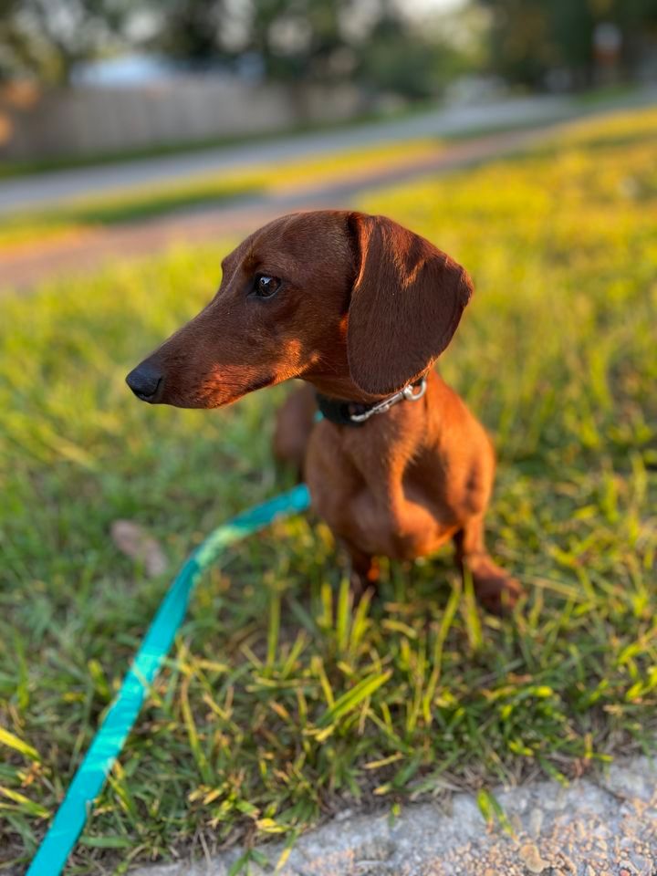 Deleon Springs Basic Obedience Class, Deleon Springs Animal Clinic