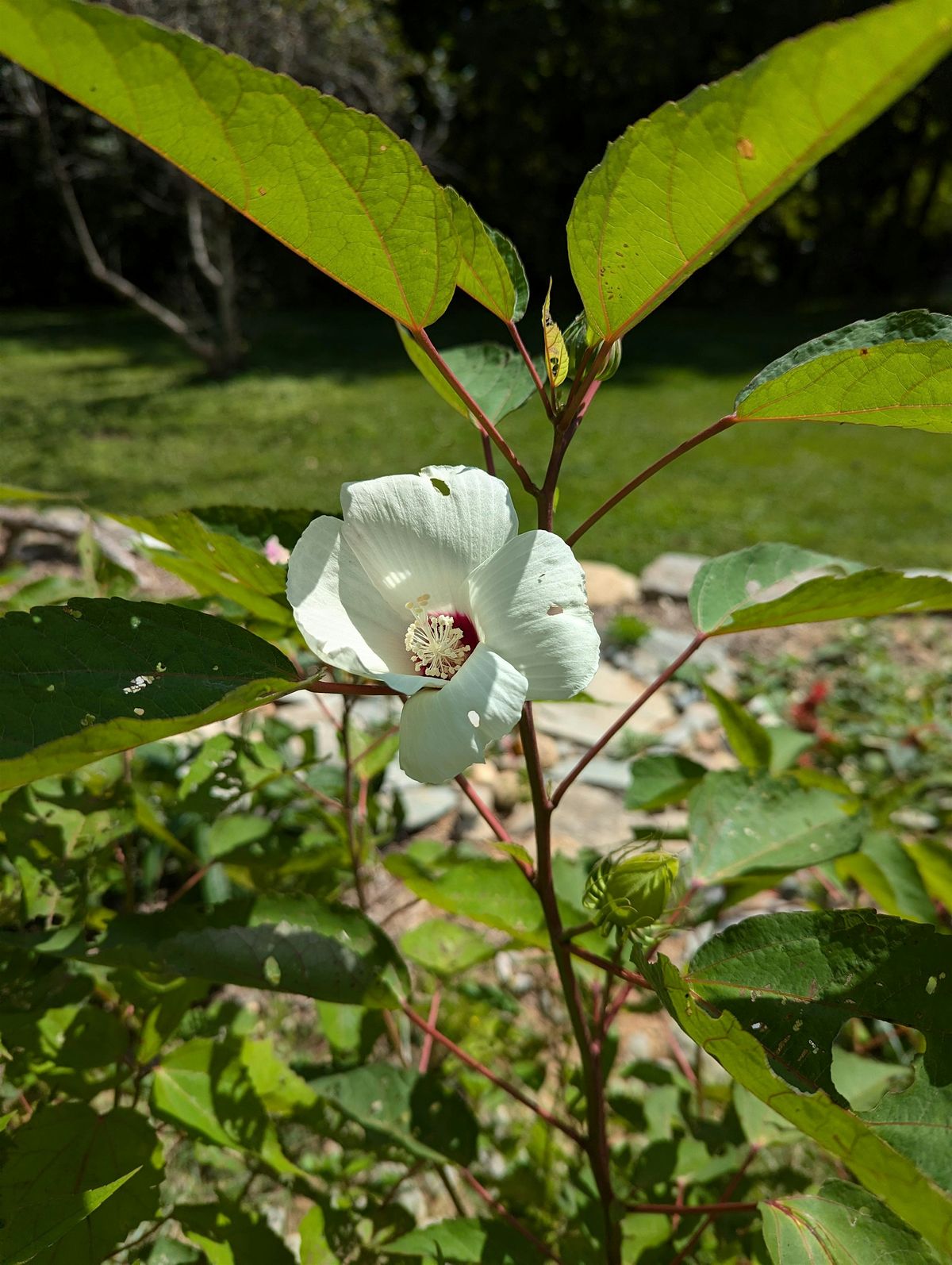 Add Variety to your Native Garden: Try some Lesser Known Species | Event in Asheville | AllEvents