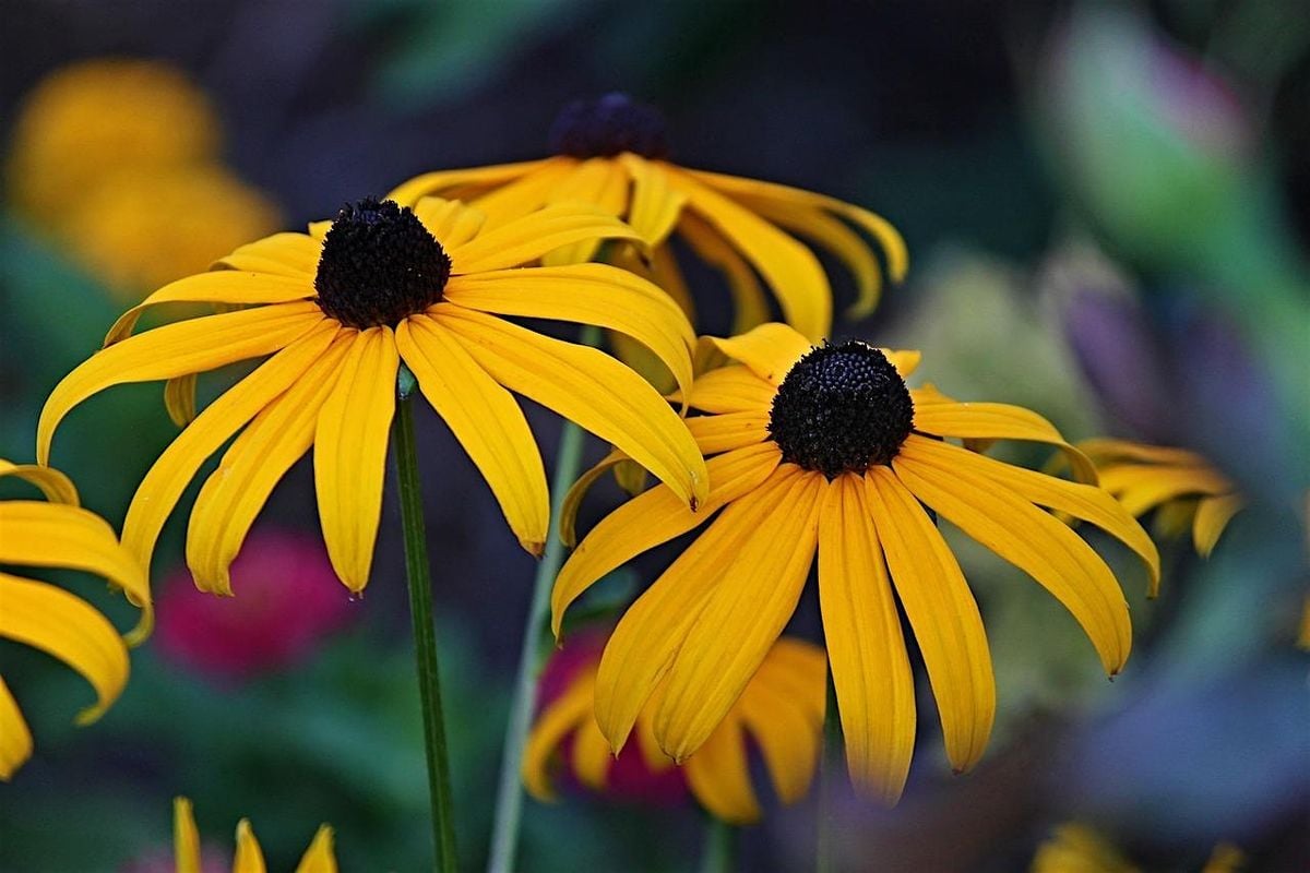 Deadheading and Firescaping, 25 March | Event in Murphy | AllEvents