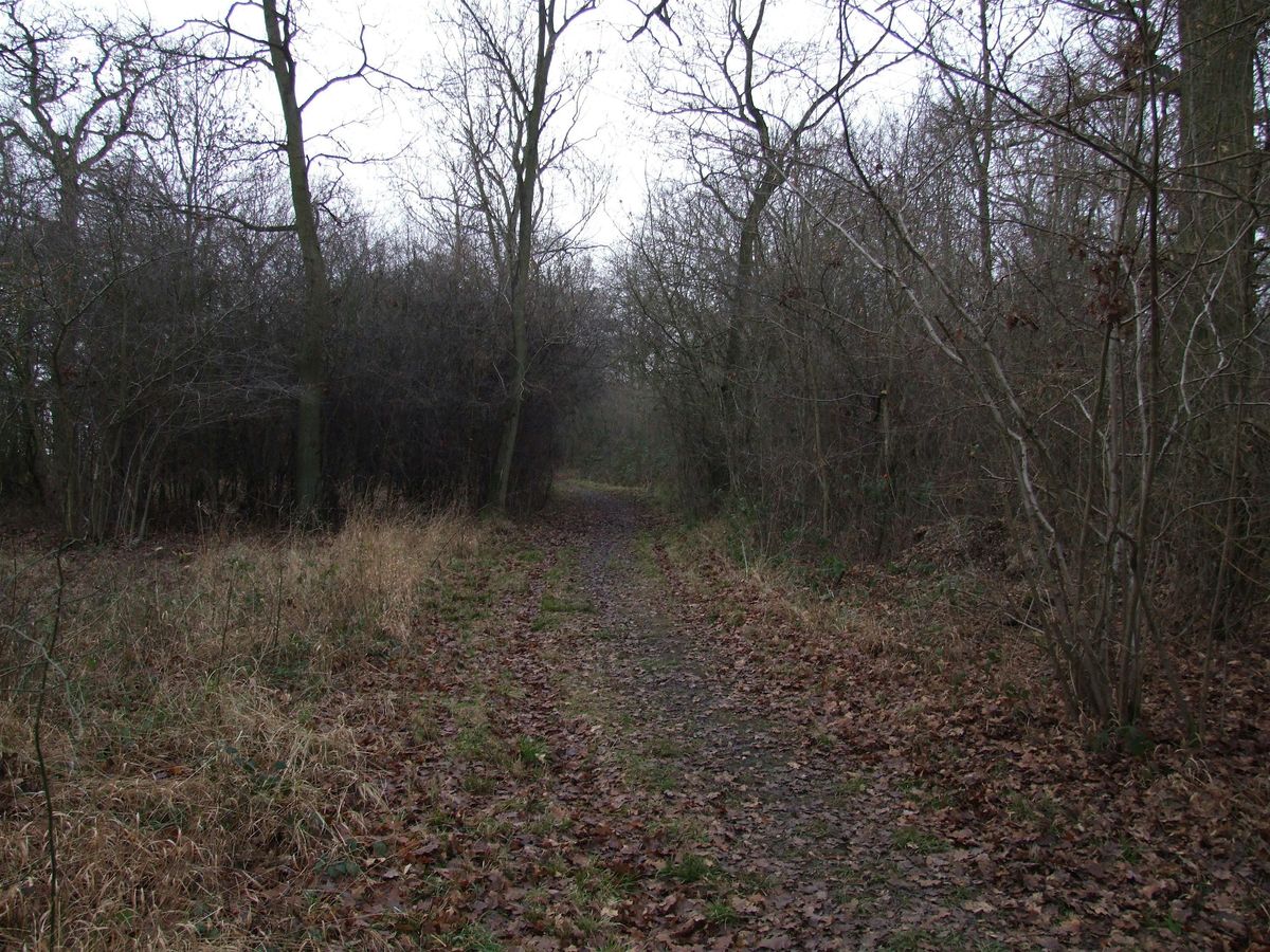 Introduction to Winter Tree Identification with Matt Hamilton, 24 January | Event in Cambourne | AllEvents