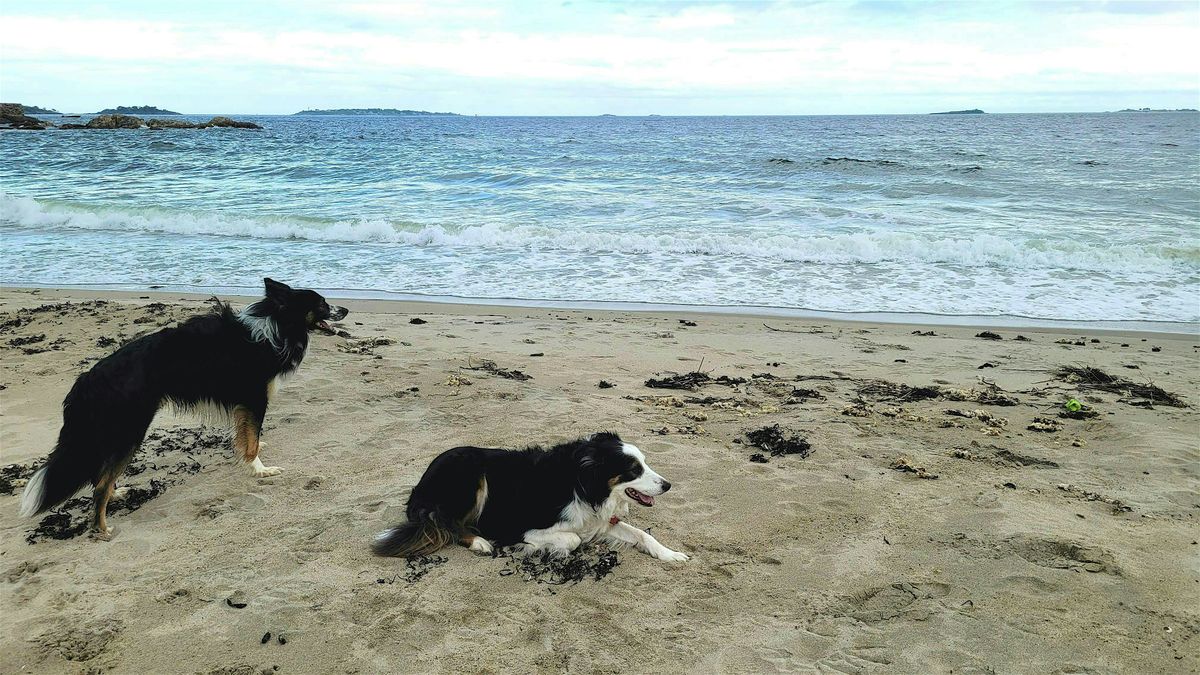 Dog Beach Benefit for PMD, 12 July | Event in Beverly | AllEvents