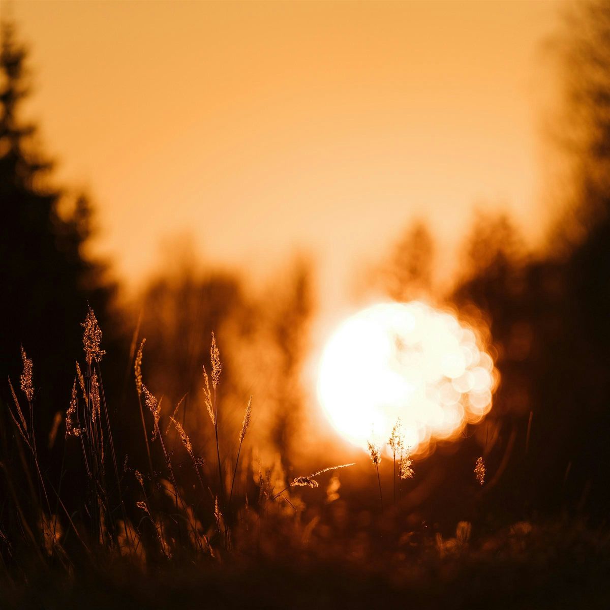 ***SUNSET SESSION*** Unwind in the Woods: forest bathing at Salcey, 17 May | Event in Northampton | AllEvents