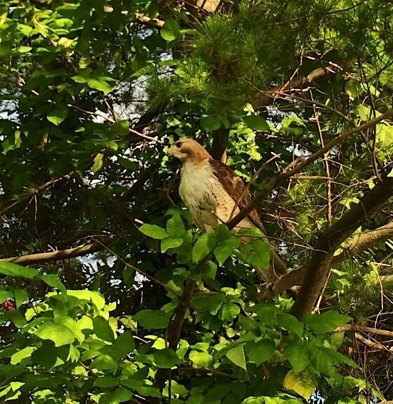 Black Birders Week - Upton Hill Regional Park, 31 May | Event in Arlington | AllEvents