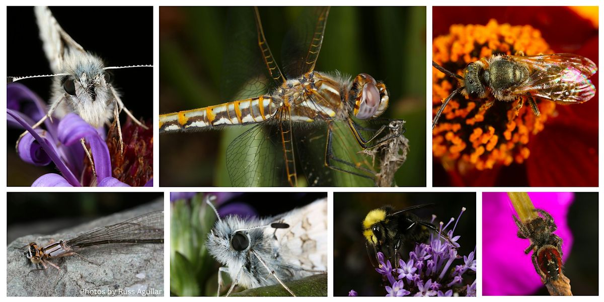 The Micro World of Insect Photography | Event in San Francisco | AllEvents