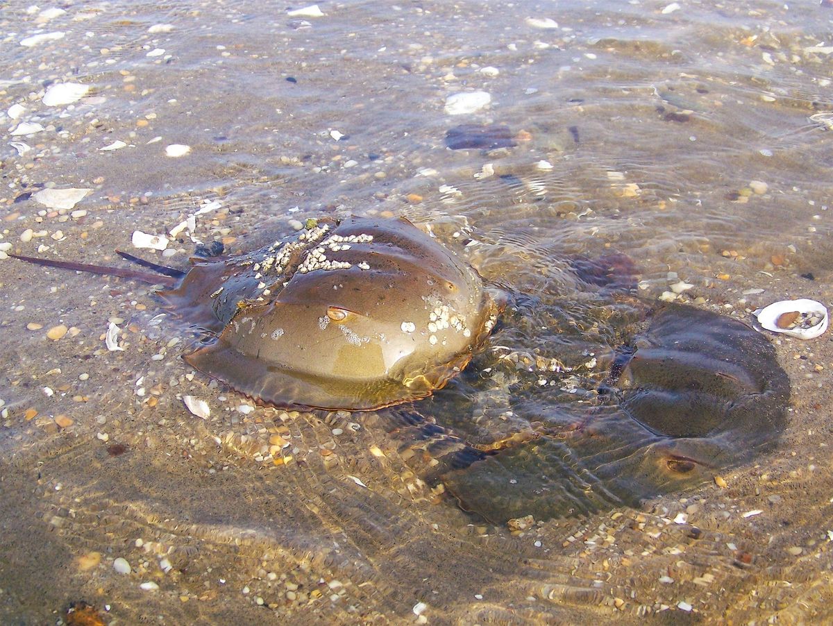 May 27 Horseshoe Crab Monitoring - Leonardo Public Beach, Middletown NJ, 27 May | Event in Leonardo | AllEvents