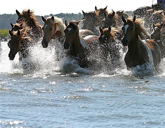 100th annual Chinocteague Pony Swim Breakfast Buffet with parking and view, 30 July | Event in Chincoteague