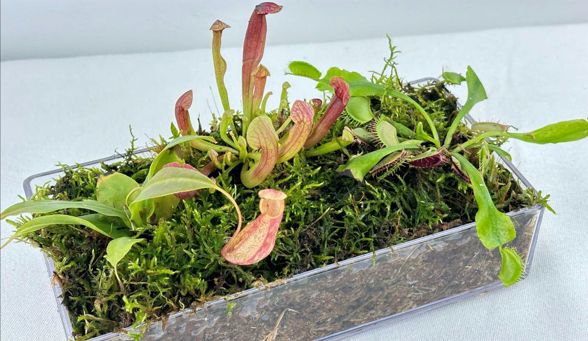 Make & Take: Carnivorous Bog Garden, 12 July | Event in Mankato | AllEvents