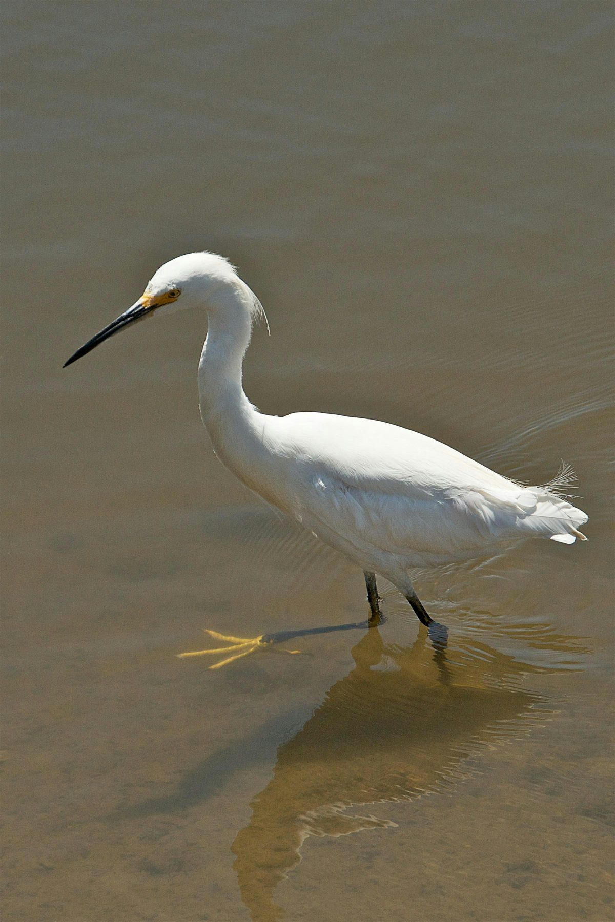 Fall Baylands Bioblitz with Environmental Volunteers (2025), 18 October | Event in Palo Alto | AllEvents