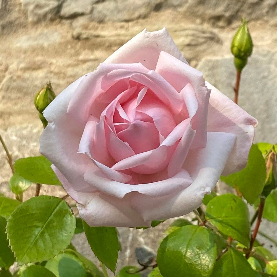 Doncaster Doll Shoe , Doncaster, UK, December 3 2023 AllEvents.in