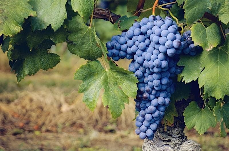 Discover Nebbiolo: Italy and Beyond, 4 December | Event in London | AllEvents