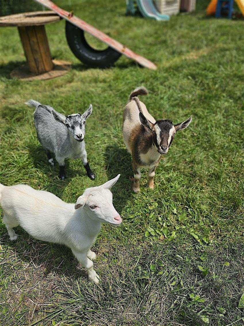 Let's Goat!!! Yoga, 31 May | Event in Whitmore Lake | AllEvents