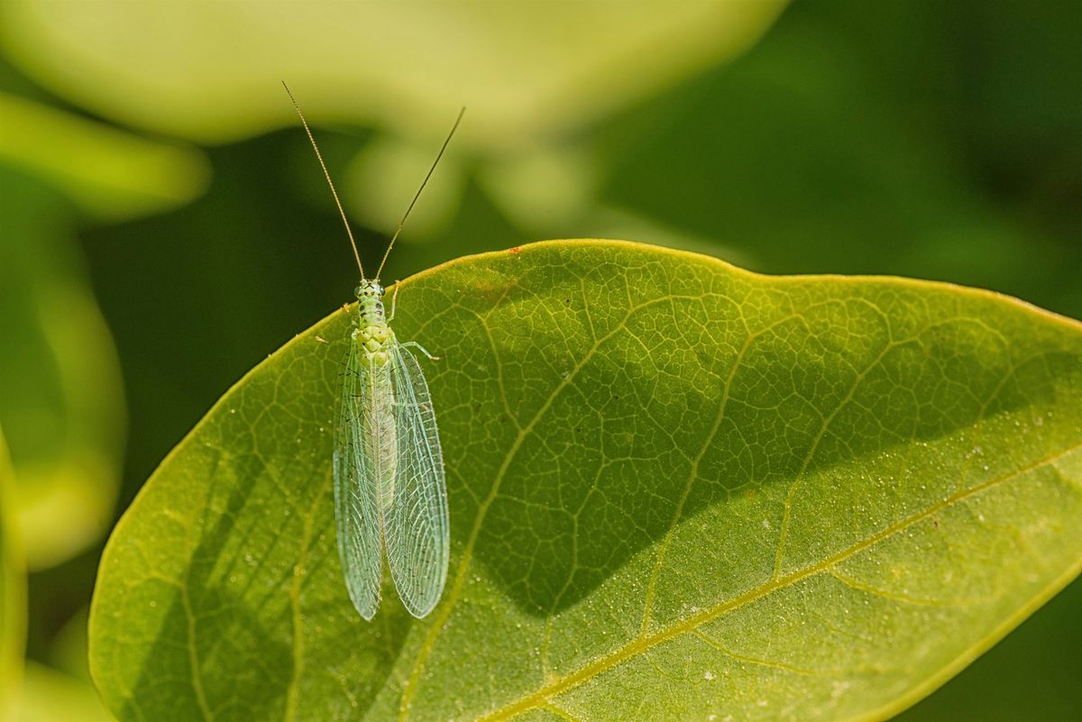 Fostering Beneficial Insects at Stark, 9 August | Event in Portland | AllEvents