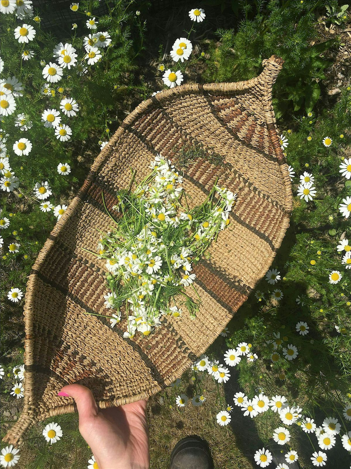 Bespoke Blends: Herbal Tea Consultation and Mixing with Ana Ratner | Event in New York | AllEvents