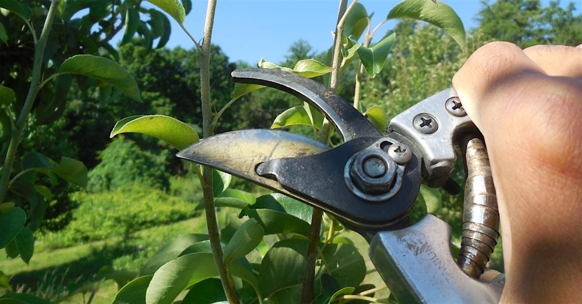 Fruit Tree Pruning Workshop - Summer Pruning, 26 July | Event in Westhampton | AllEvents
