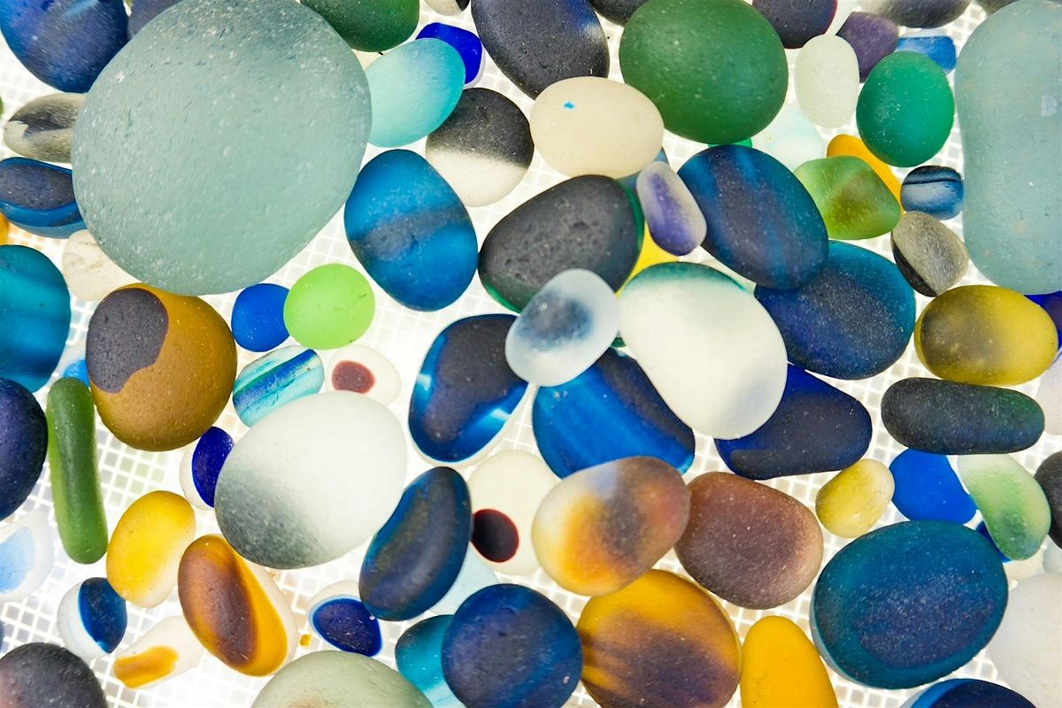 Not-so-green: coloration of the green (sea) turtle, 31 May | Event in Melbourne Beach | AllEvents