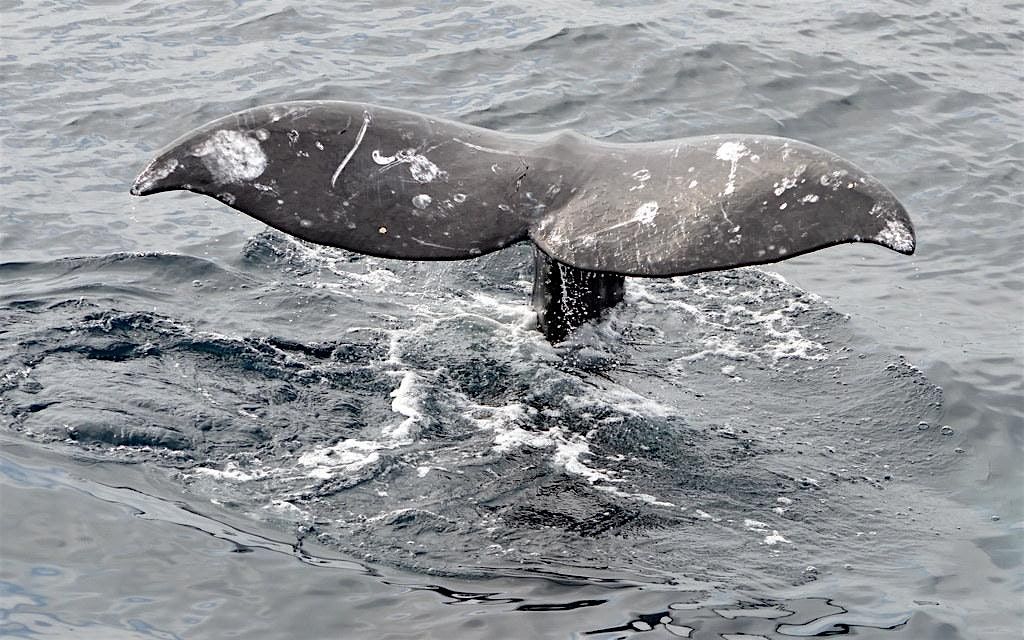 Introduction to Gray Whales at Jenner Headlands Preserve, 18 May | Event in Jenner | AllEvents