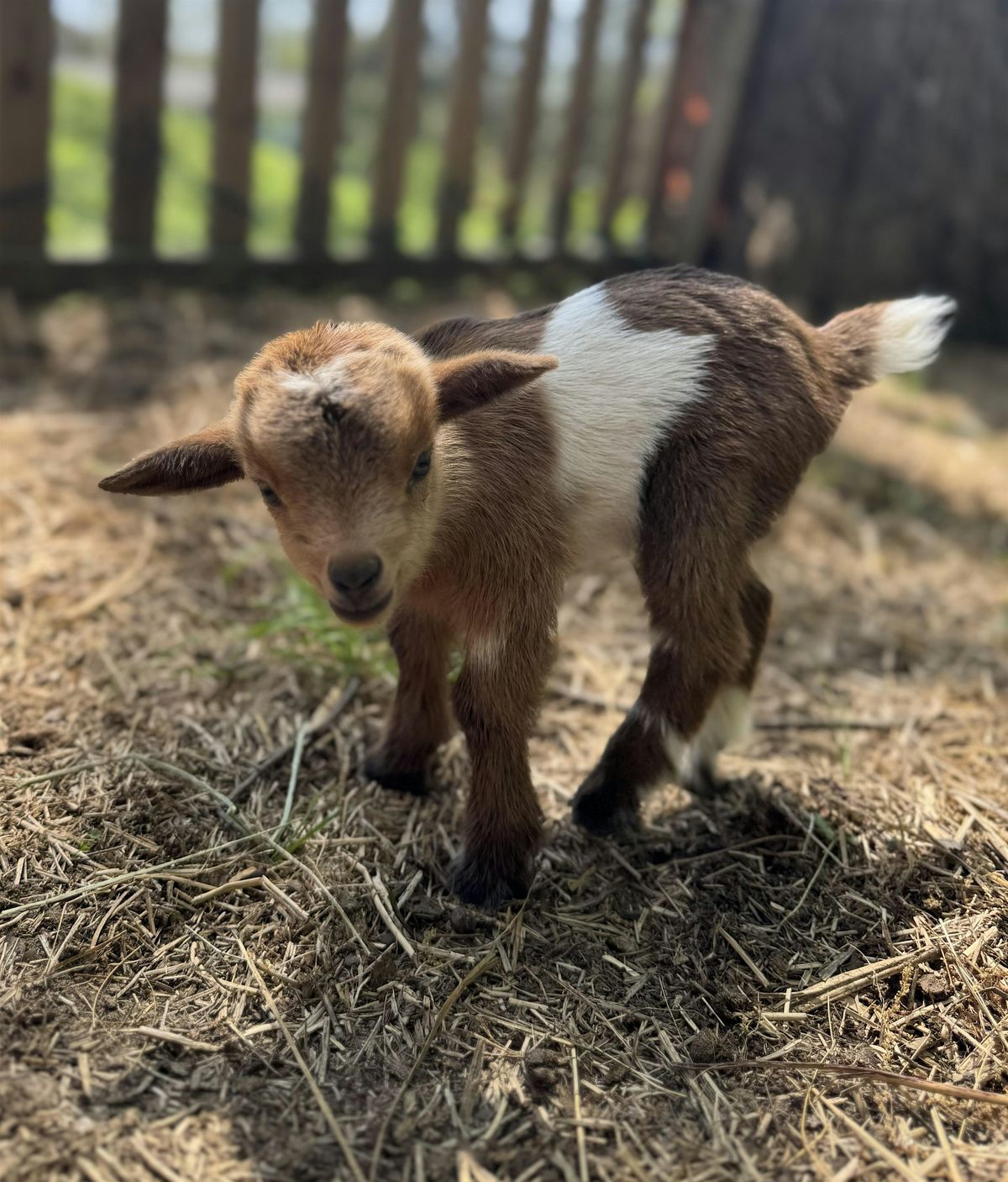 Goat Yoga Nashville- Sensational September, 2 September | Event in Nolensville | AllEvents