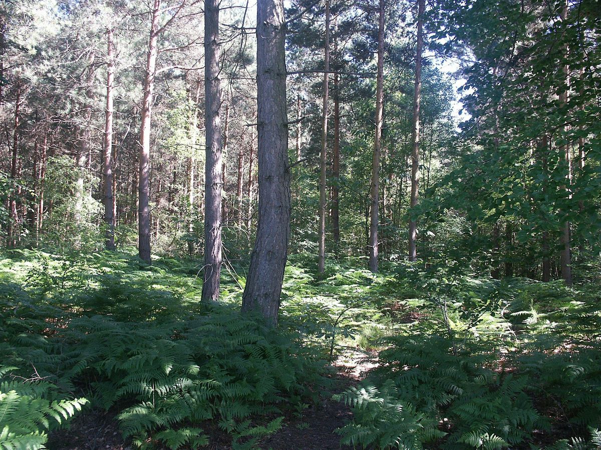 Getting to Know Conifers, 21 November | Event in Maidstone | AllEvents
