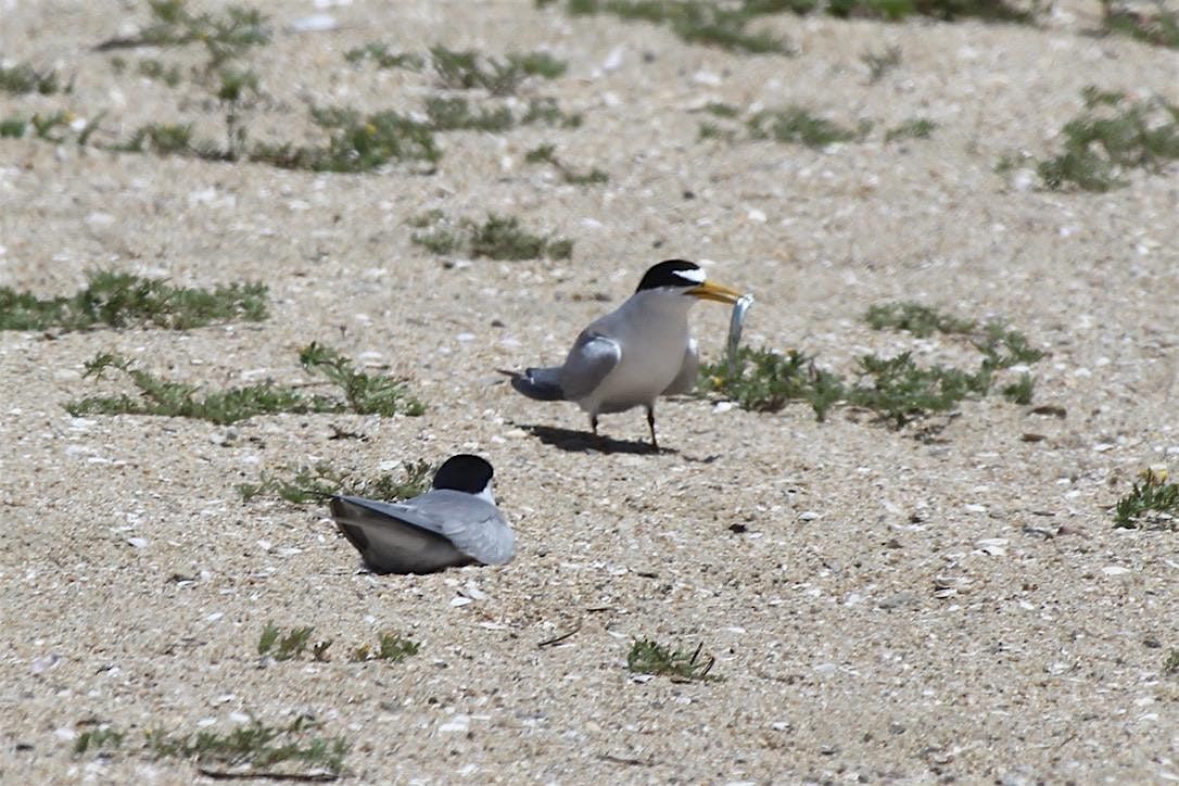 Least Tern Preserve Restoration, 20 August | Event in Huntington Beach | AllEvents