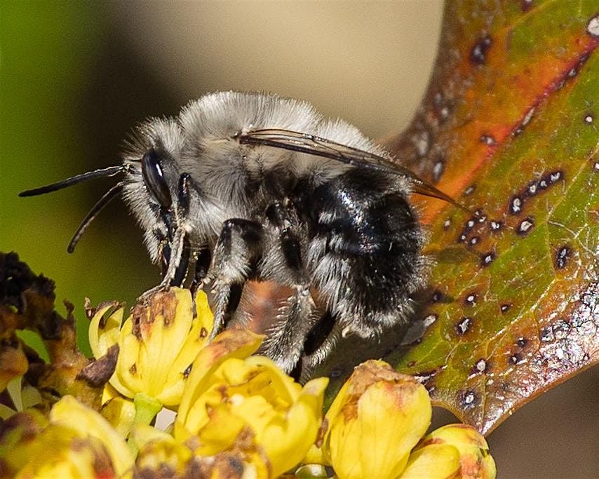 Native Bees of the Olympic Peninsula & Their Nesting Habitats, 14 May | Event in Nordland | AllEvents