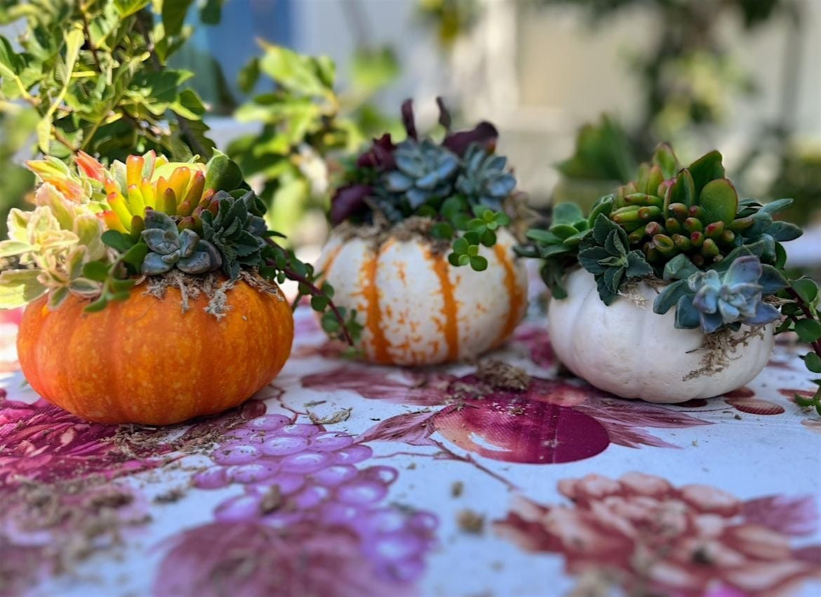 Fall Pumpkin Succulent Workshop, 14 October | Event in Chula Vista | AllEvents