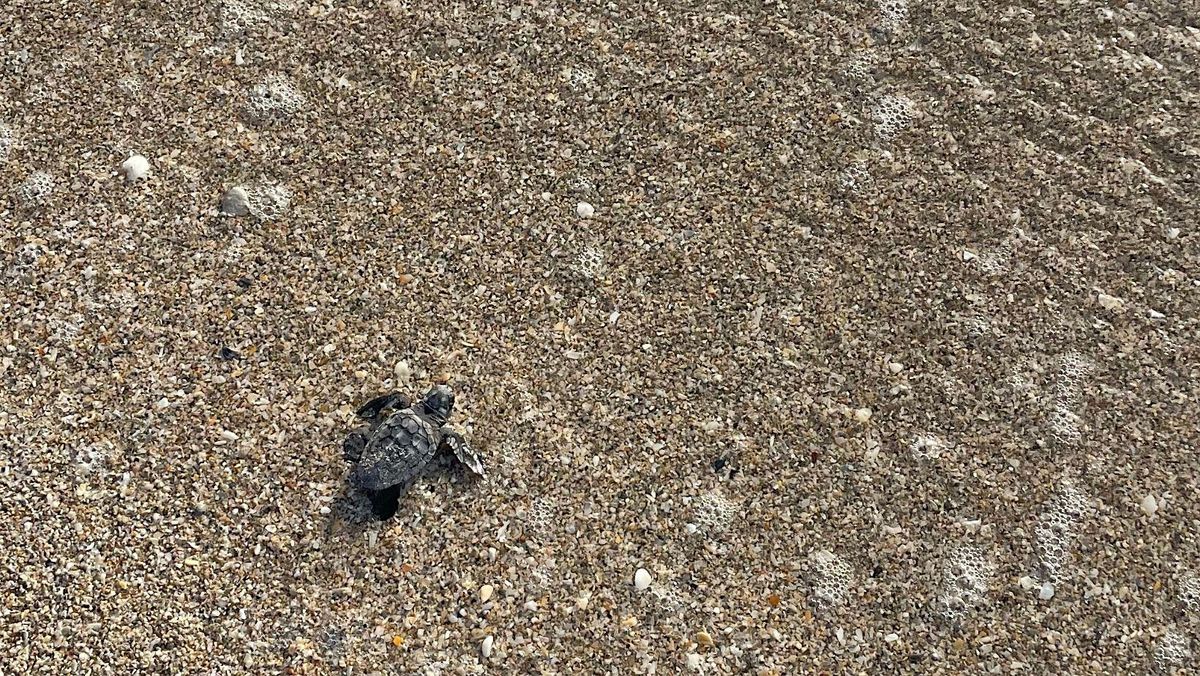 Sea Turtle Nest Excavations, 7 July | Event in Stuart | AllEvents