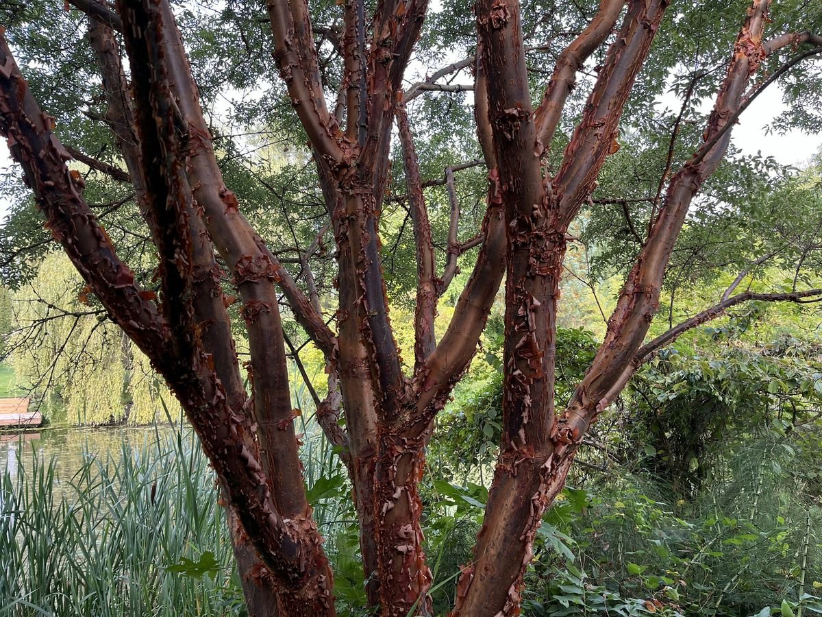 Fall Pruning, 18 October | Event in Surrey | AllEvents