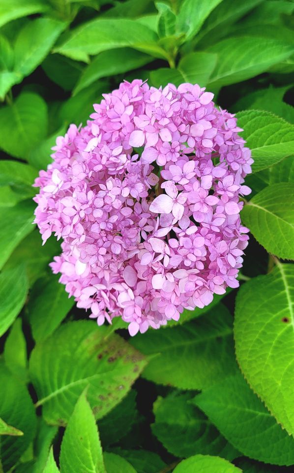 LLL Garland In person meeting, 5th Avenue Nutrition, Garland, 13 April