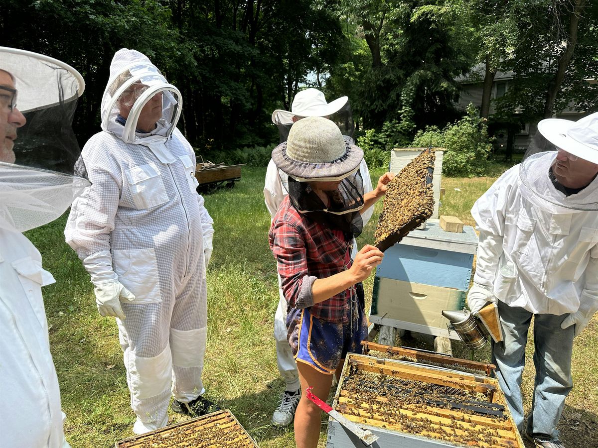 Make New Bee Colonies and Raise New Queens, 7 June | Event in Holland | AllEvents