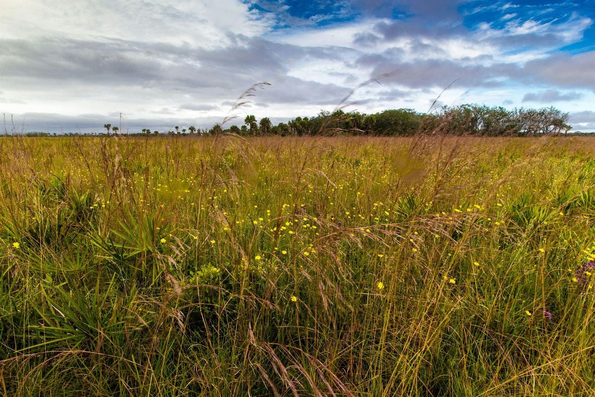 Suncoast CISMA Grass Identification Workshop-Boyd Hill, 15 October | Event in St. Petersburg | AllEvents