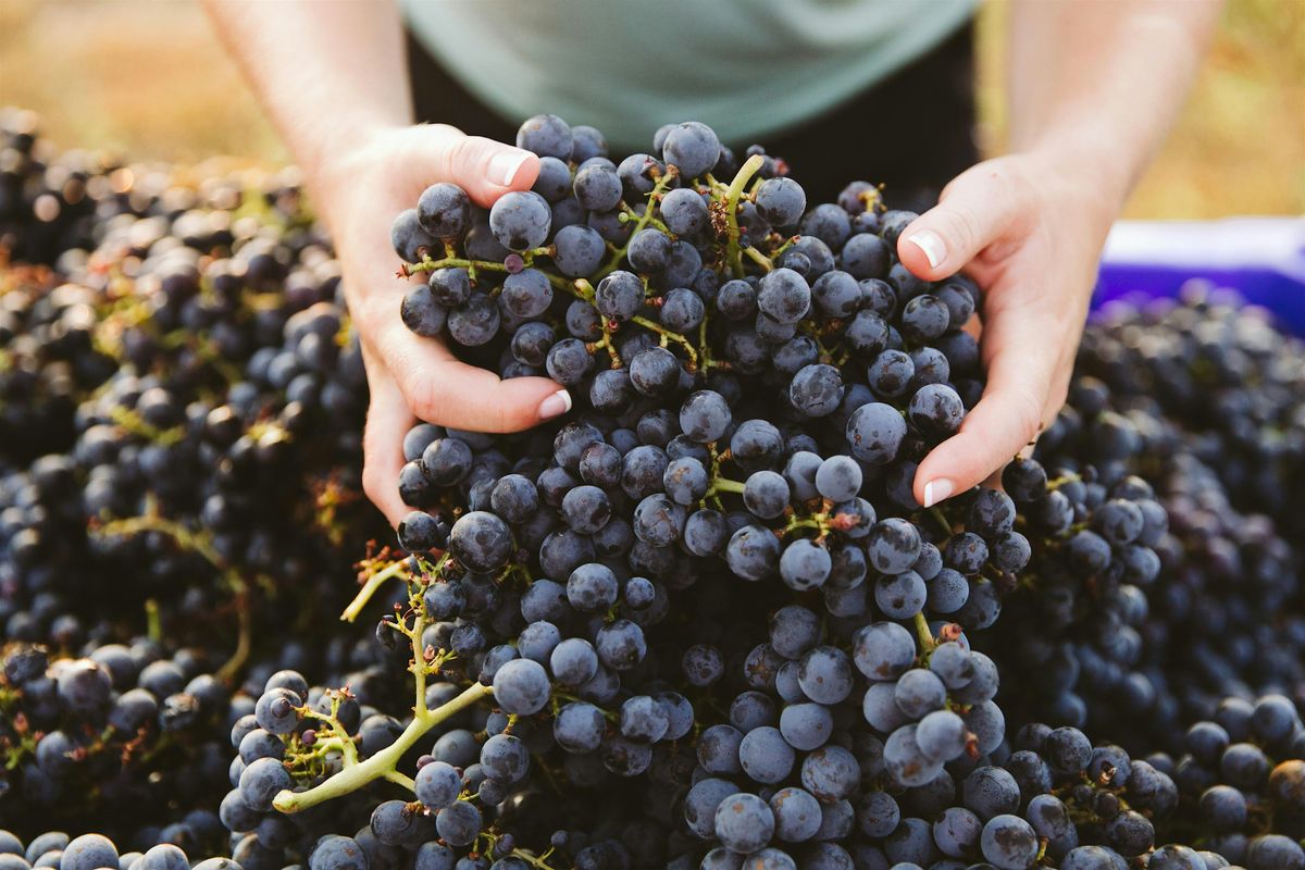 2025 Annual Grape Harvest, 28 July | Event in Dripping Springs | AllEvents