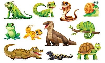 Fun at the Y with Reptile Shows of New England !, 24 July | Event in Plymouth | AllEvents