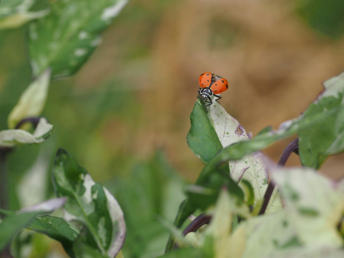Integrated Pest Management Workshop at JCCC's Open Petal Farm, 15 July | Event in Overland Park | AllEvents