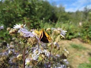 Salish Seeds Native Plant Nursery Tour, Sat. 2-4, 17 May | Event in Friday Harbor | AllEvents
