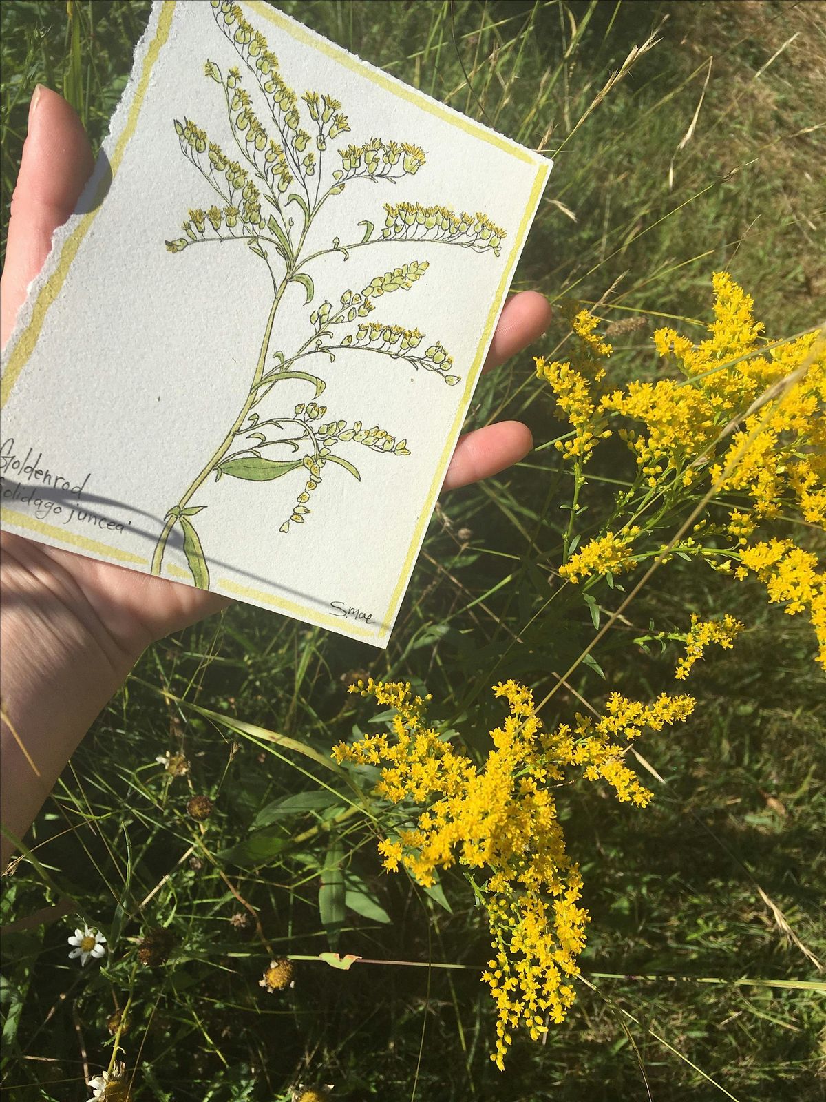 Botanical Illustration Workshop, 23 August | Event in Detroit | AllEvents
