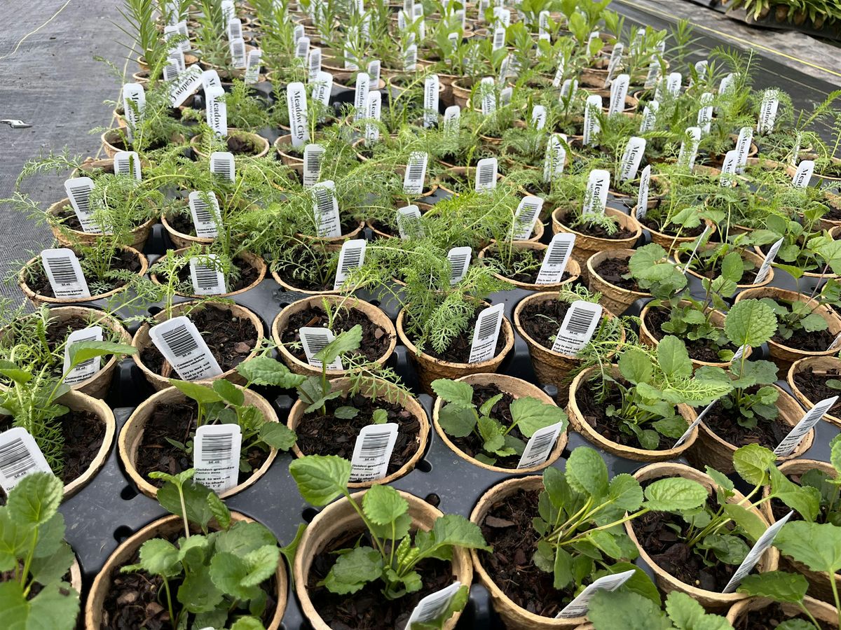 Free Native Plant Day, 7 September | Event in Cleveland | AllEvents